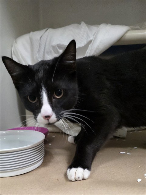HORSE, Young Domestic Short Hair (medium coat), cat for adoption in Marlborough, Massachusetts
