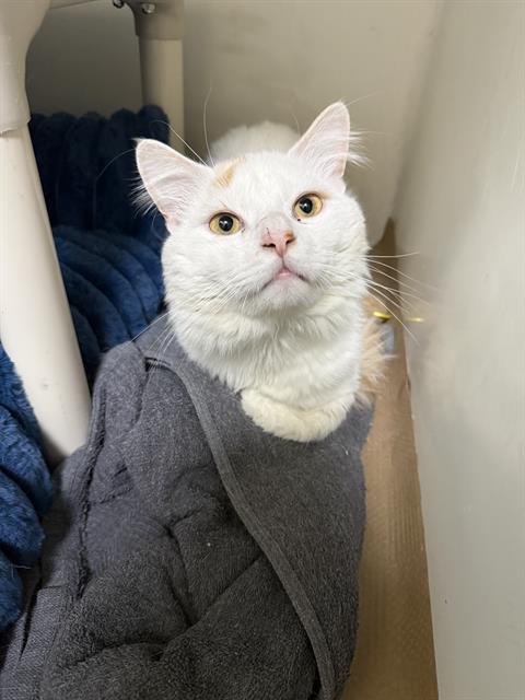 ZACK, Adult Domestic Long Hair (medium coat), cat for adoption in Waltham, Massachusetts