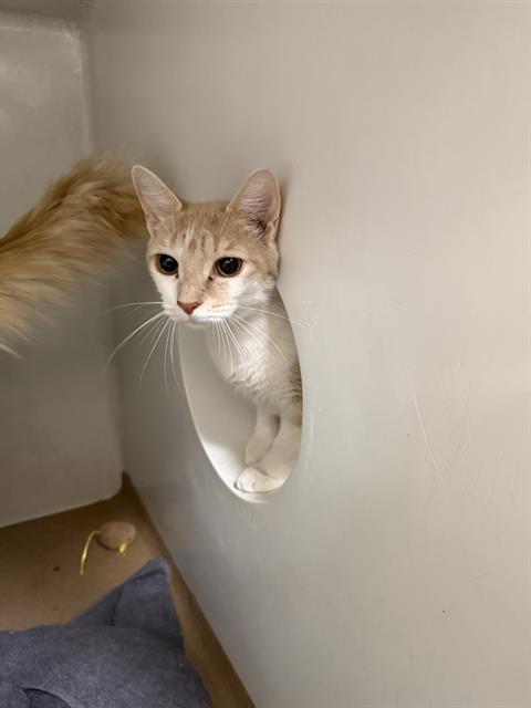 ZARA, Adult Domestic Short Hair (medium coat), cat for adoption in Lowell, Massachusetts