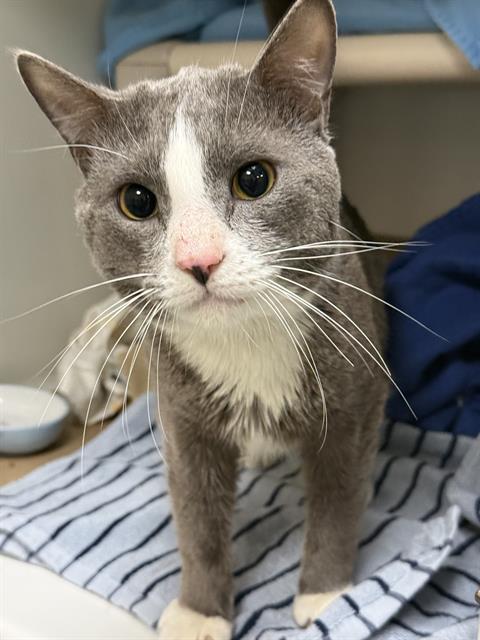 DONKEY, Adult Domestic Short Hair (medium coat), cat for adoption in Waltham, Massachusetts