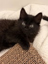 ONYX - Photo 1