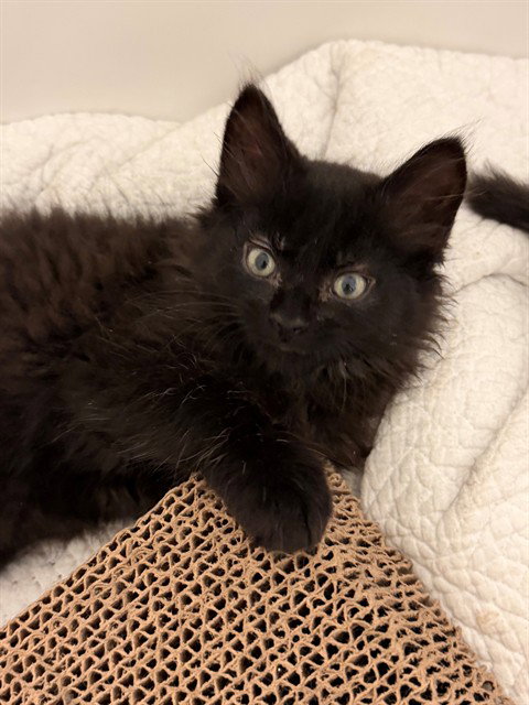 ONYX - Domestic Long Hair available for adoption