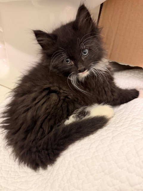 MR. TOPAZ - Domestic Long Hair available for adoption
