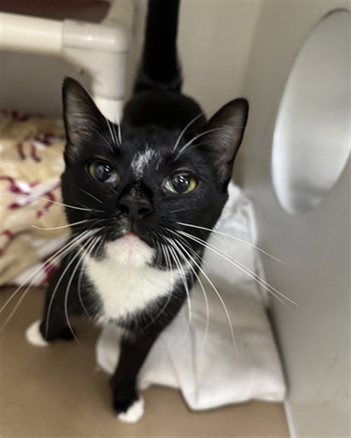 DELTA, Adult Domestic Short Hair (medium coat), cat for adoption in Boston, Massachusetts