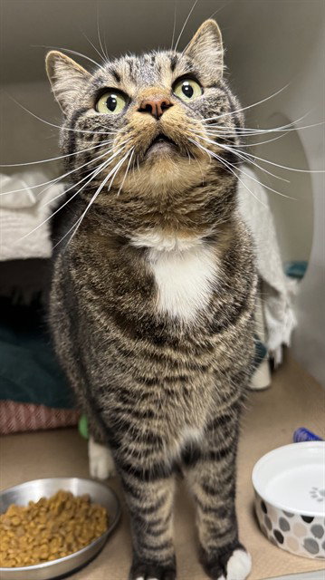 DIANA, Senior Domestic Short Hair (medium coat), cat for adoption in Medford, Massachusetts