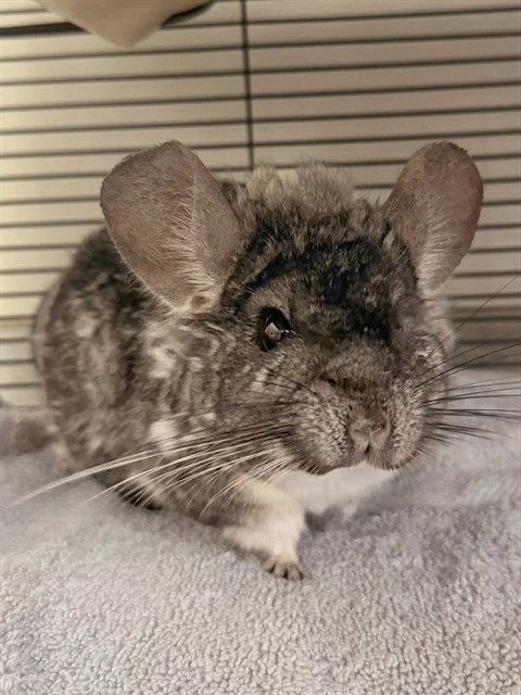 CHOUCHOU - Chinchilla available for adoption