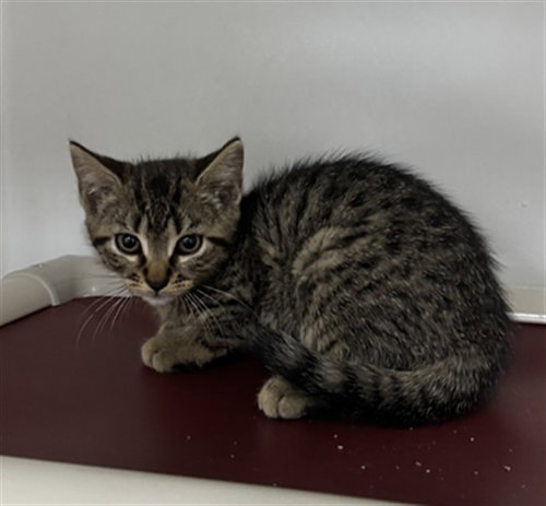 FAERING, Baby Domestic Short Hair (medium coat), cat for adoption in Nashua, New Hampshire