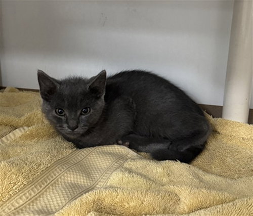TRAWLER, Baby Domestic Short Hair (medium coat), cat for adoption in Nashua, New Hampshire