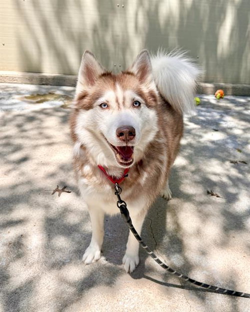 LUCKY, an adoptable Siberian Husky in Boston, MA