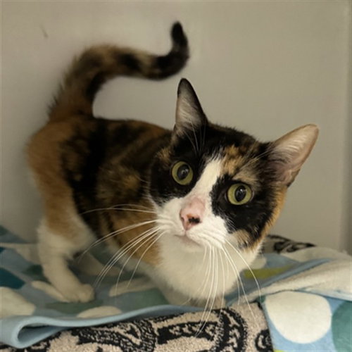 AMETHYST, Senior Domestic Short Hair (medium coat), cat for adoption in Fall River, Massachusetts