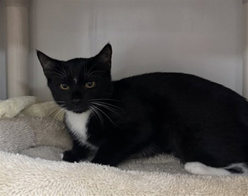 POTATO SALAD, Baby Domestic Short Hair (medium coat), cat for adoption in Nashua, New Hampshire