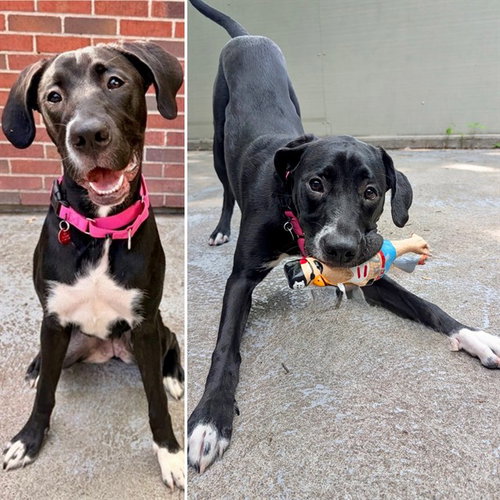 ANGEL, an adoptable Great Dane in Boston, MA