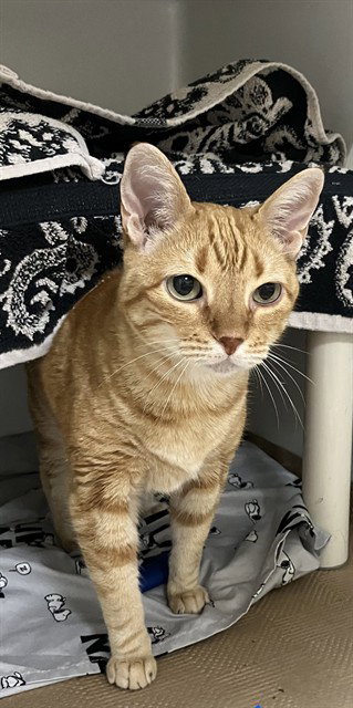 OLGA, Senior Domestic Short Hair (medium coat), cat for adoption in Providence, Rhode Island