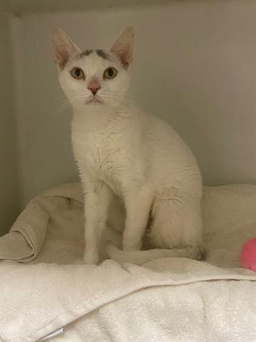 WINTER, Senior Domestic Short Hair (medium coat), cat for adoption in Providence, Rhode Island