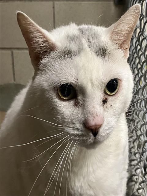 WINTER, Senior Domestic Short Hair (medium coat), cat for adoption in Nashua, New Hampshire
