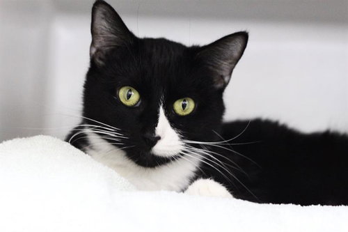 SANSA, Adult Domestic Short Hair (medium coat), cat for adoption in Providence, Rhode Island