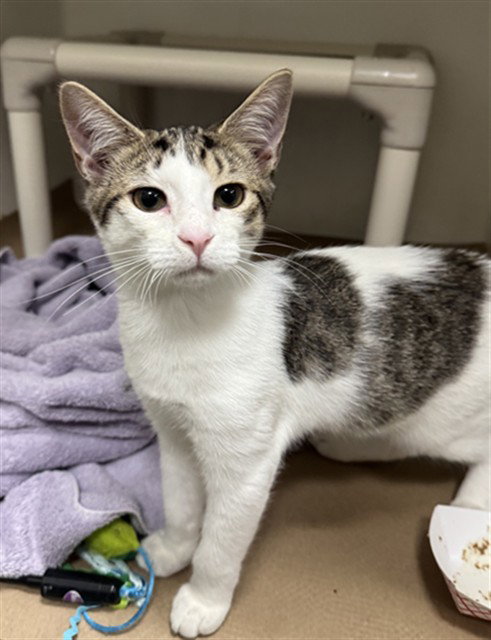 ANT, Baby Domestic Short Hair (medium coat), cat for adoption in Nashua, New Hampshire