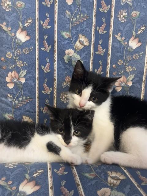 NAVIYA, Baby Domestic Short Hair (medium coat), cat for adoption in Nashua, New Hampshire