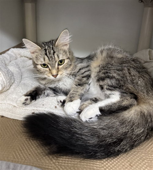 SHEDY, Adult Domestic Long Hair (medium coat), cat for adoption in Nashua, New Hampshire