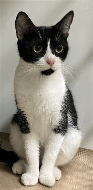 OREO, Young Domestic Short Hair (medium coat), cat for adoption in Nashua, New Hampshire