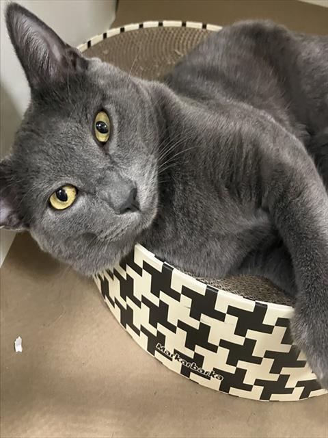 MANOLO, Young Domestic Short Hair (medium coat), cat for adoption in Nashua, New Hampshire