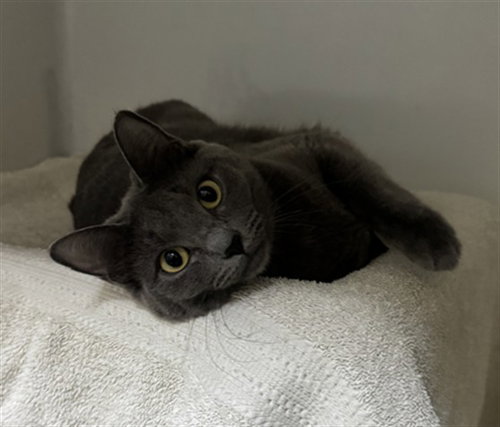 STING RAY, Young Domestic Short Hair (medium coat), cat for adoption in Nashua, New Hampshire