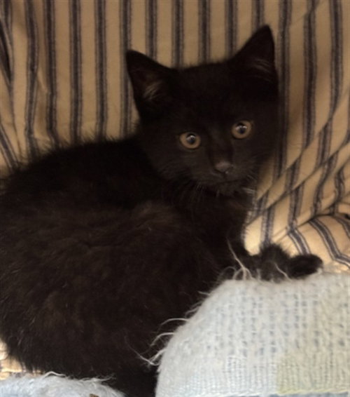 RECESS, Baby Domestic Short Hair (medium coat), cat for adoption in Nashua, New Hampshire