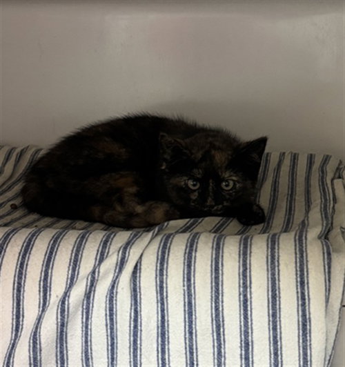 PLAYGROUND, Baby Domestic Short Hair (medium coat), cat for adoption in Nashua, New Hampshire