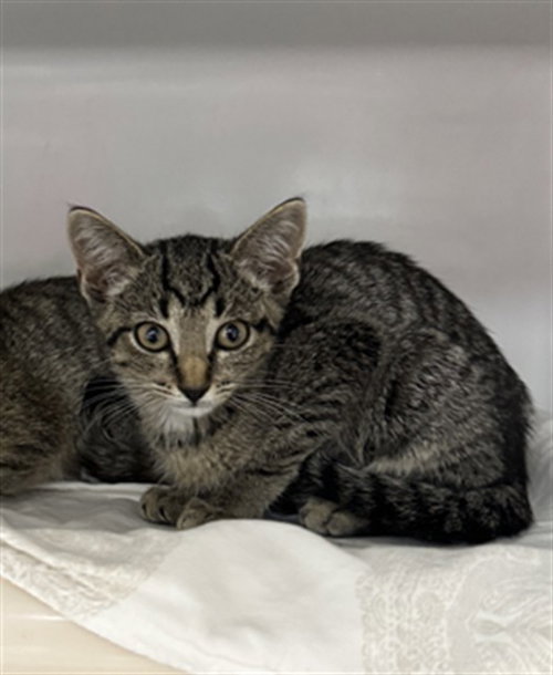 RUDY, Baby Domestic Short Hair (medium coat), cat for adoption in Nashua, New Hampshire