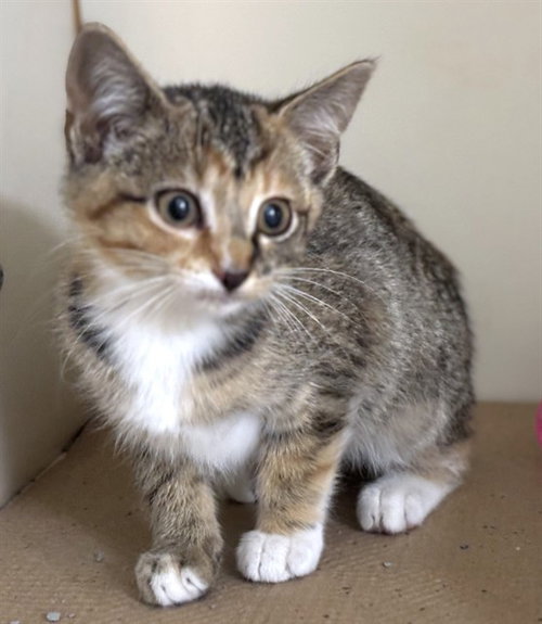 REN, Baby Domestic Short Hair (medium coat), cat for adoption in Nashua, New Hampshire