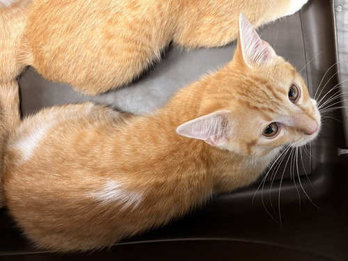 FOREST HILLS, Baby Domestic Short Hair (medium coat), cat for adoption in Nashua, New Hampshire