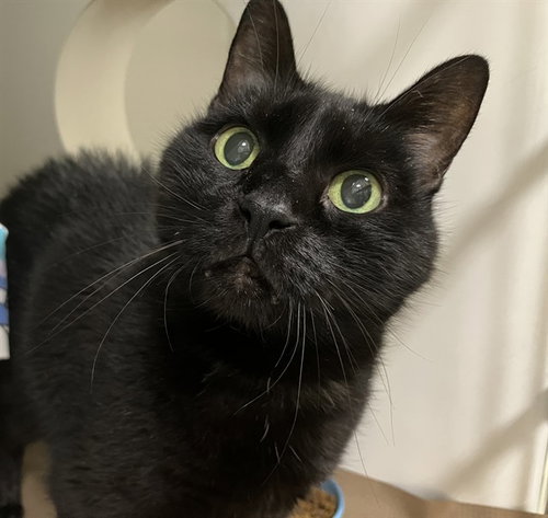 MANDELA, an adoptable Domestic Short Hair in Boston, MA