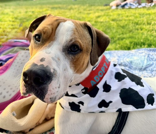 FELIX, an adoptable Pit Bull Terrier in Boston, MA