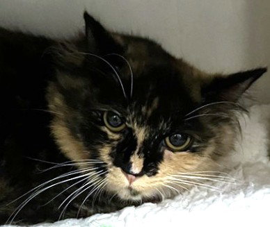 NYLA, an adoptable Domestic Long Hair in Boston, MA
