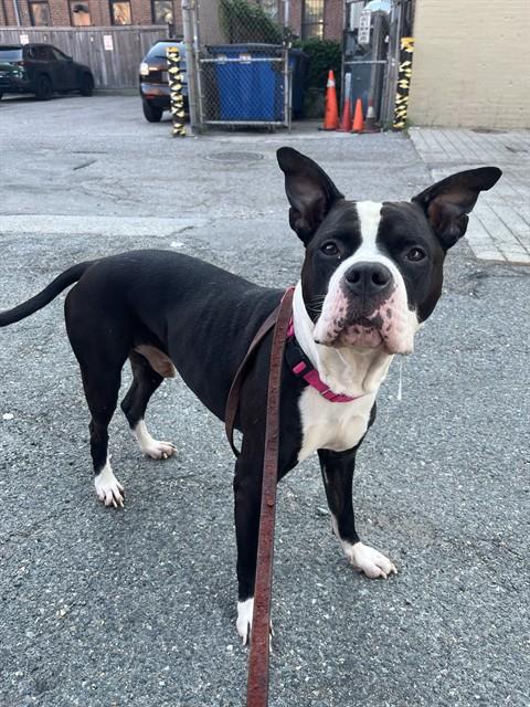 SCRAPPY - Pit Bull Terrier for adoption in Cambridge