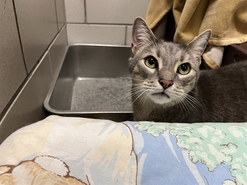 MOE, an adoptable Domestic Short Hair in Boston, MA