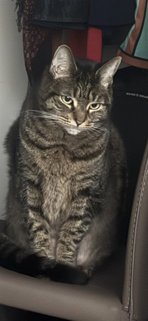 TIGER, an adoptable Domestic Short Hair in Boston, MA