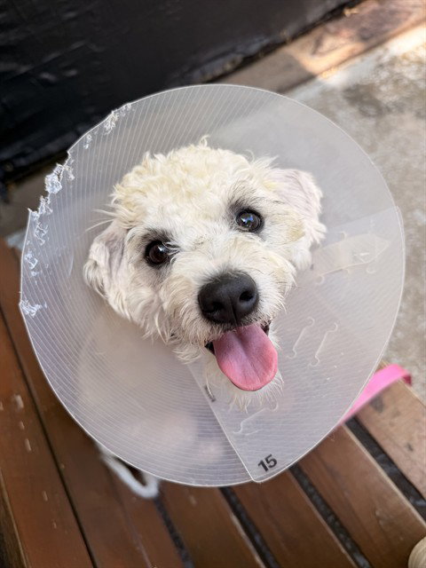 PARTI, an adoptable Poodle in Boston, MA