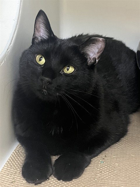 LUKA, an adoptable Domestic Short Hair in Boston, MA