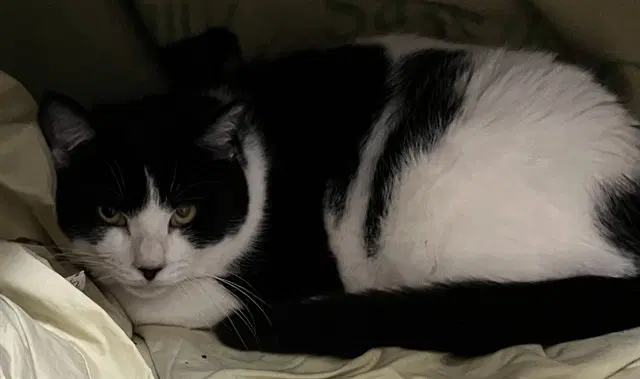 Cricket - Domestic Short Hair