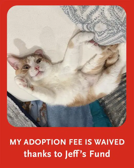 Dennis - Domestic Short Hair