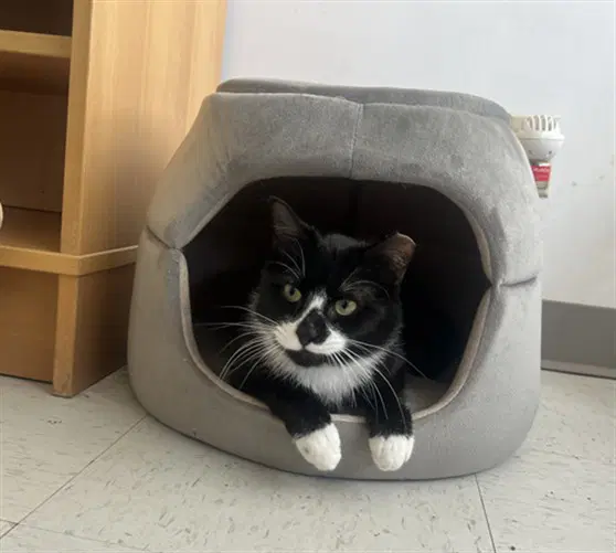 Spruce - Domestic Short Hair