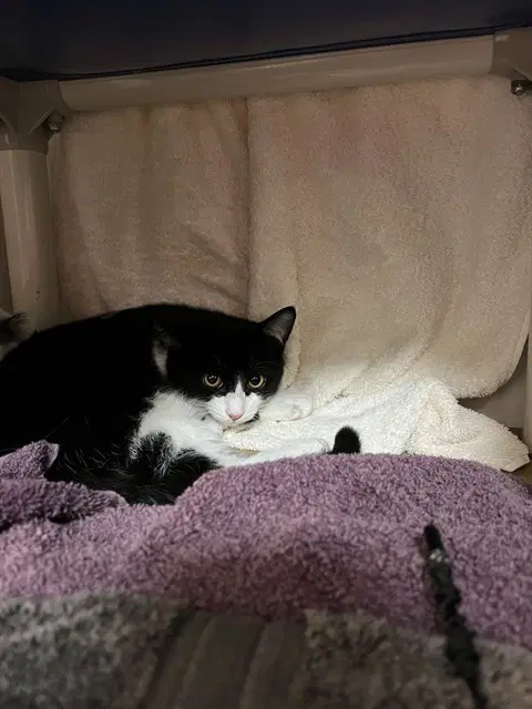 Monty - Domestic Short Hair
