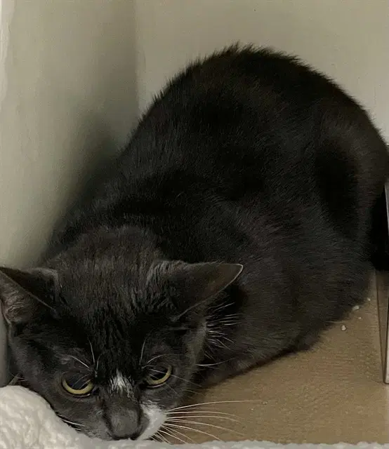 Costco - Domestic Short Hair