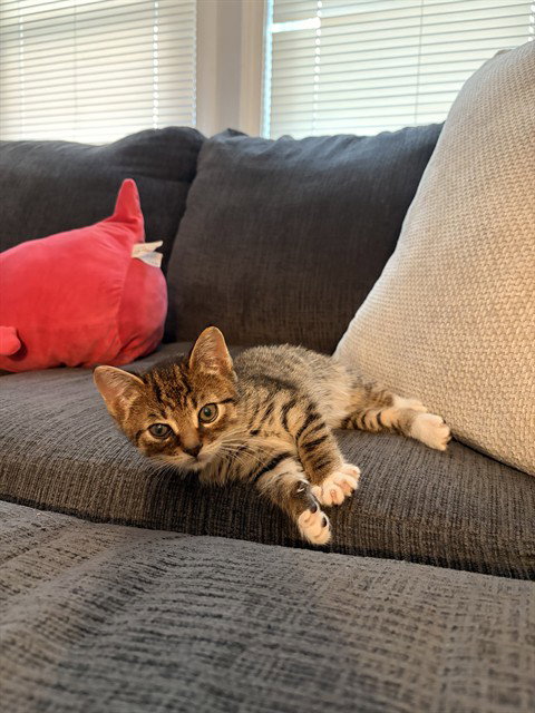 picture of the cat needing adoption