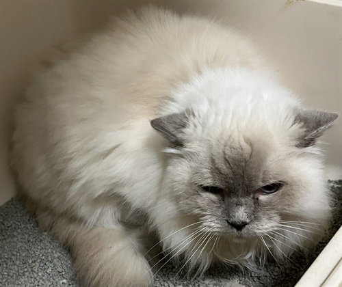 picture of the cat needing adoption