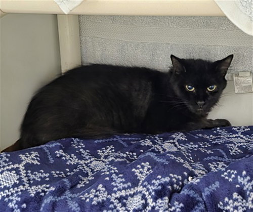 picture of the cat needing adoption