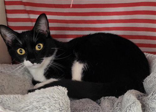 picture of the cat needing adoption