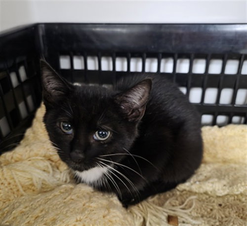 picture of the cat needing adoption