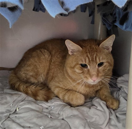 picture of the cat needing adoption